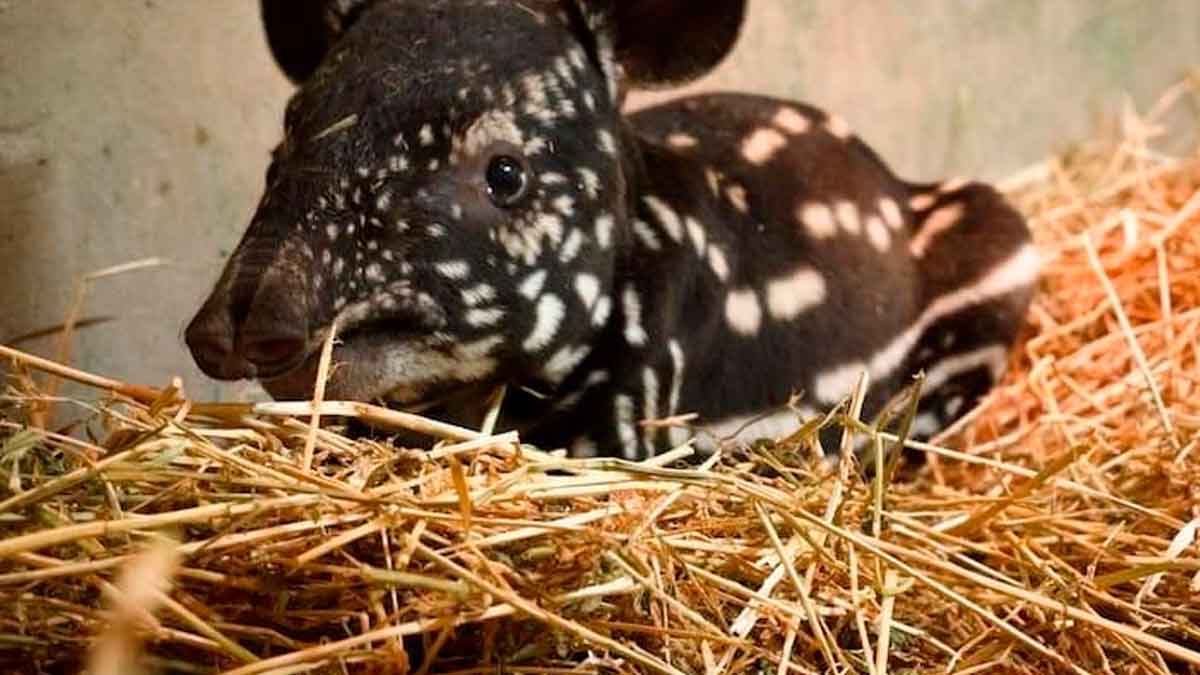 Cría de tapir malayo recién nacida en Bioparc Fuengirola, una especie en peligro de extinción