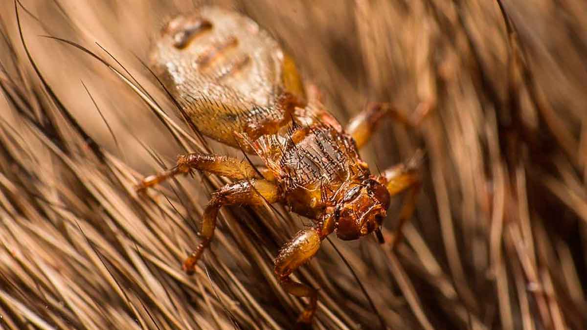 Mosca hematófaga Lipoptena andaluciensis parasitando el pelo de un ciervo en Andalucía