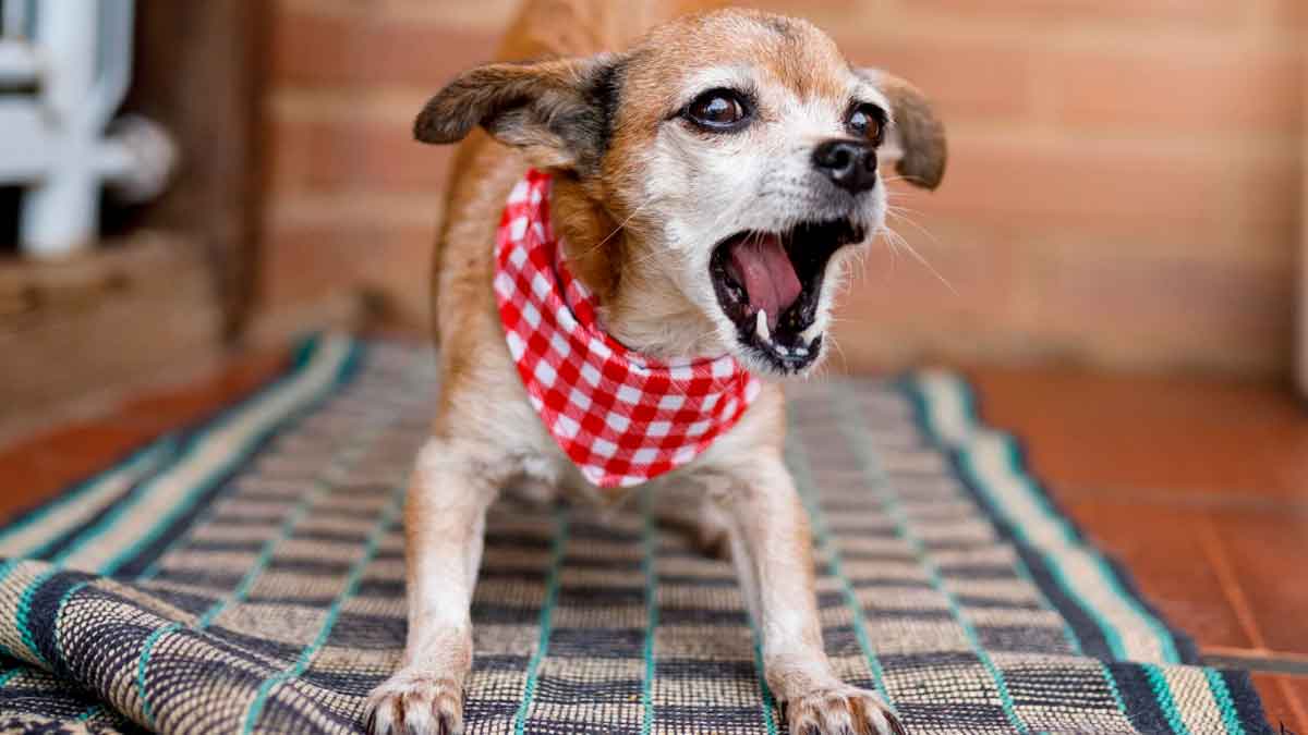 Perro pequeño ladrando en una vivienda causando posibles molestias vecinales