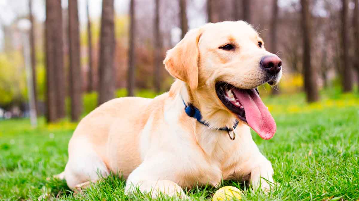 Perro en un parque representando la nueva normativa europea de identificación con microchip