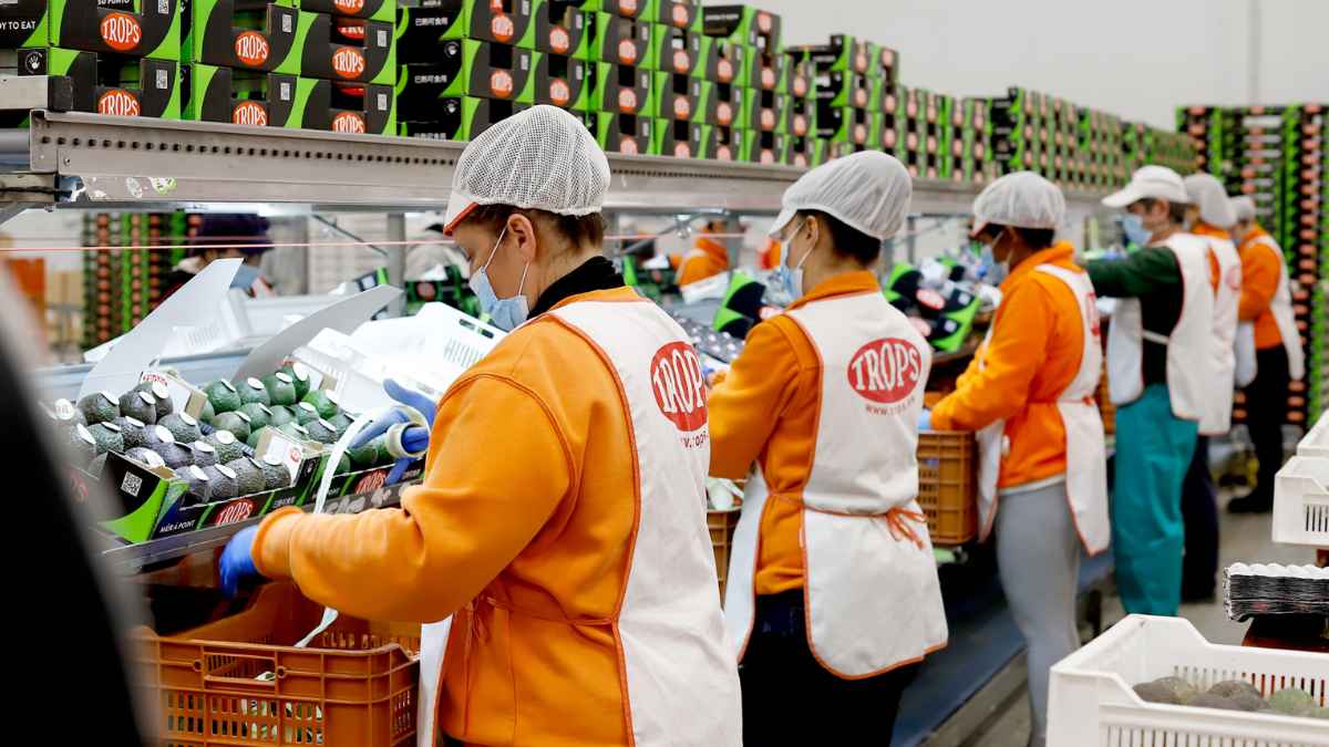 Trabajadores en línea de producción manipulando aguacates en una planta de envasado de fruta tropical.
