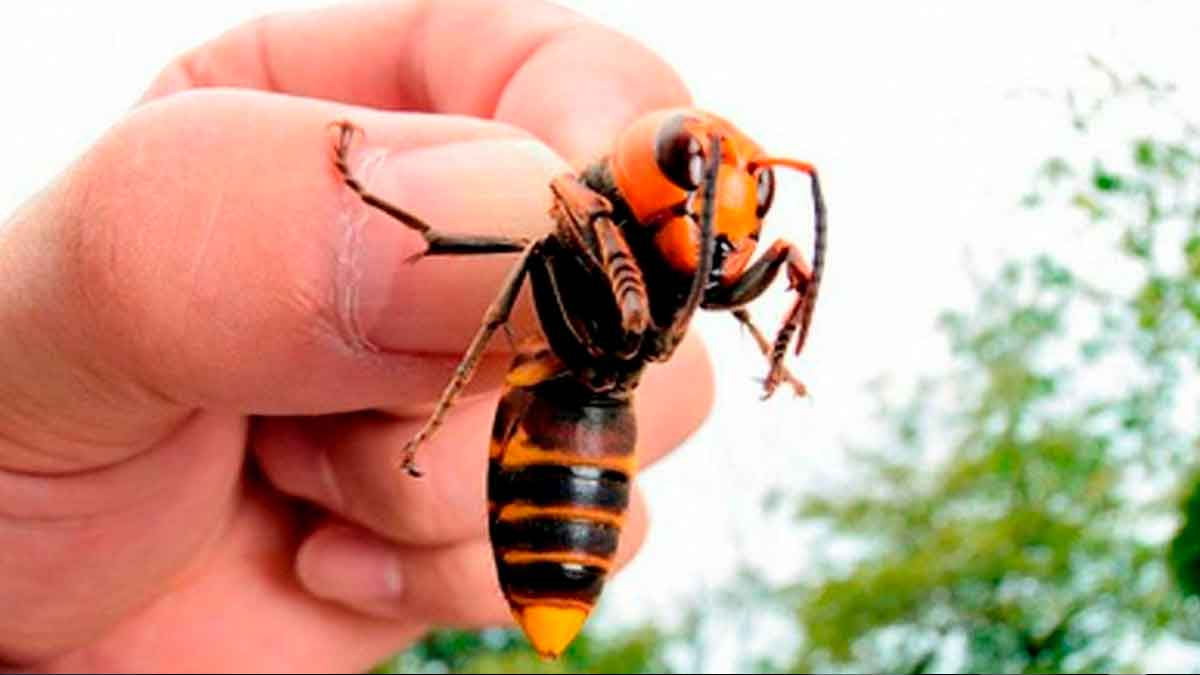 Avispón asiático sostenido con la mano, especie invasora mortal detectada cerca de zonas habitadas en Málaga