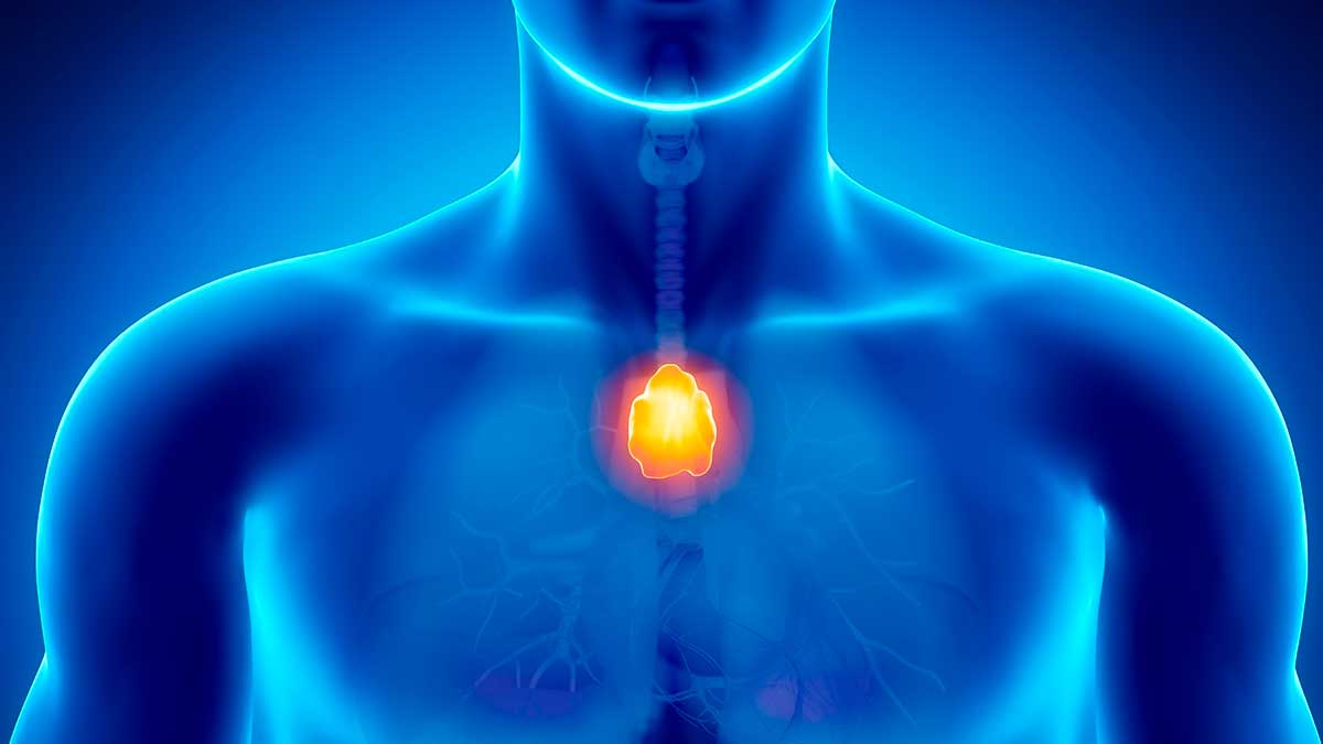Timo humano iluminado en el pecho sistema inmune salud y longevidad