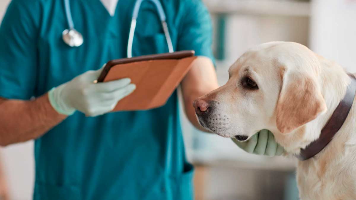 La justicia respalda a una trabajadora que fue despedida por ir al veterinario