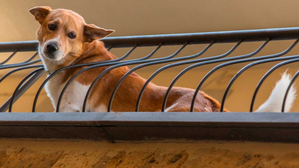 Tener tu perro en el balcón puede costarte hasta 200.000 euros
