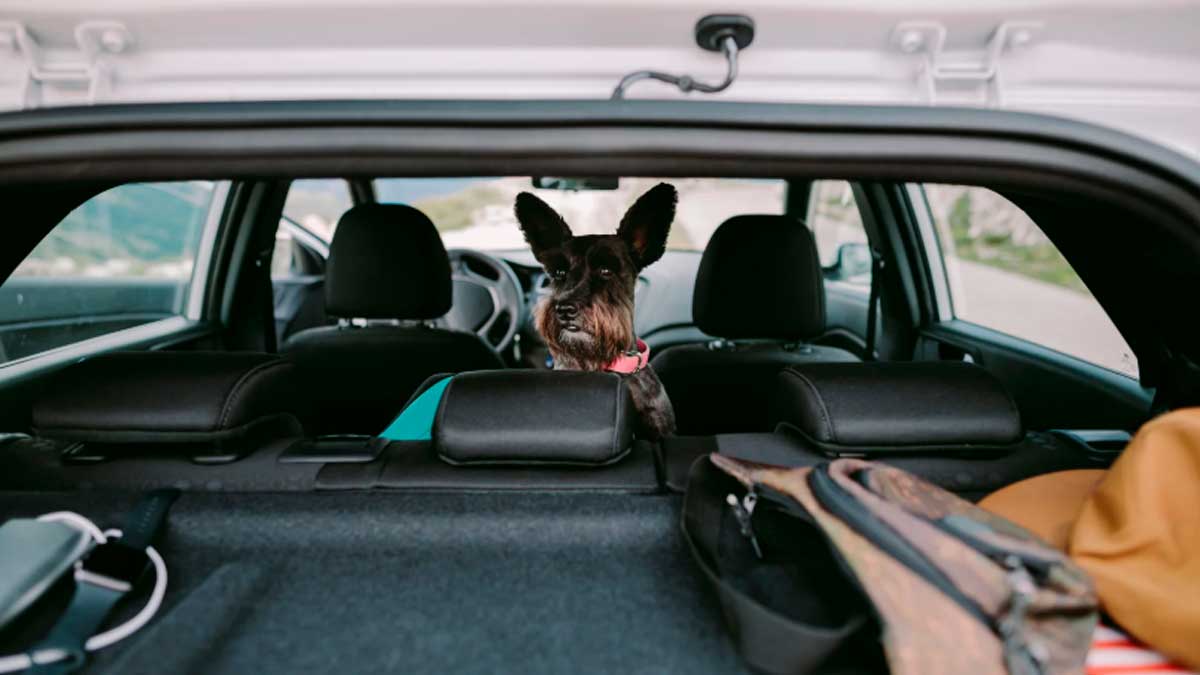 Perro en el coche con ventilación adecuada según ley bienestar animal