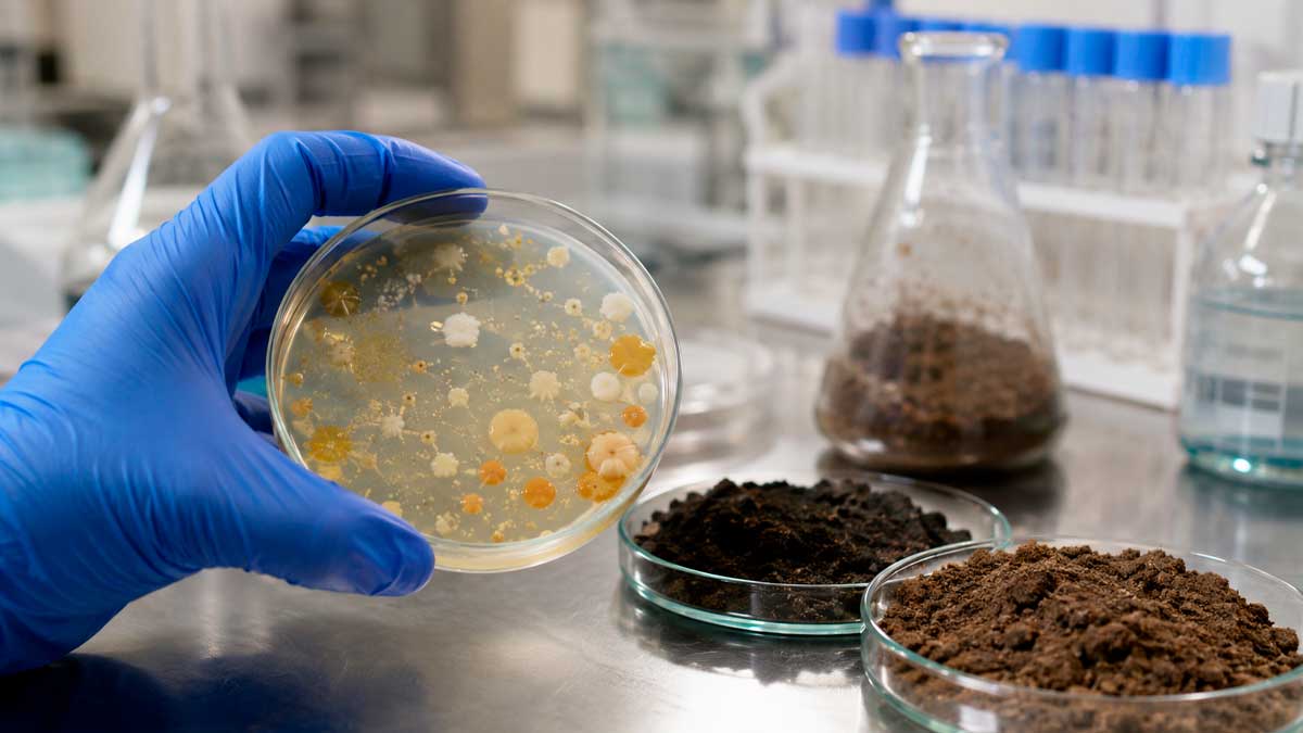 Científicos andaluces entrenan bacterias capaces de eliminar ibuprofeno del suelo en solo tres días