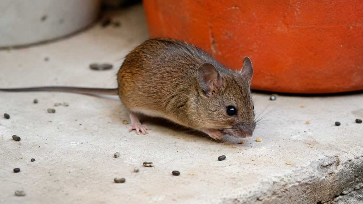 Hantavirus en el crucero MV Hondius: cómo se contagia y factores de riesgo a considerar
