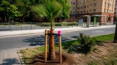 El Ayuntamiento instala chips ocultos para frenar el robo de palmeras en Sevilla