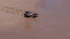 La Junta libera 27 ejemplares de tortuga boba en la costa de Mojácar