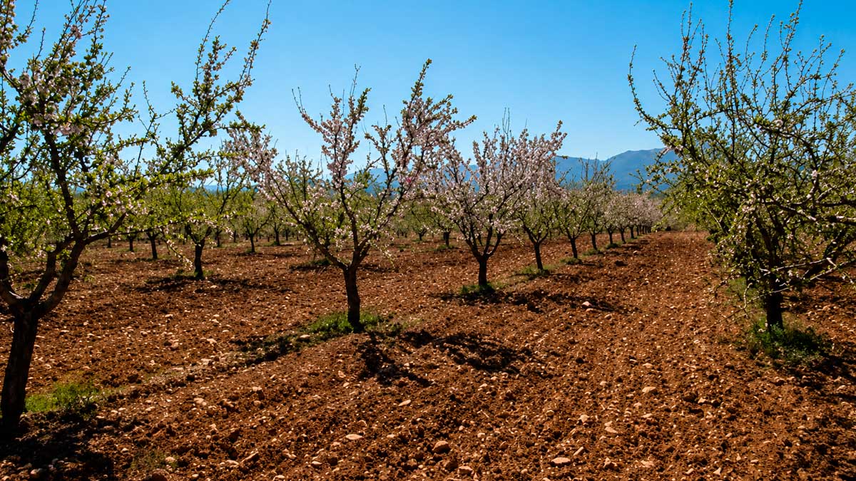 Plantación de almendros en Andalucía afectada por heladas, ayudas disponibles