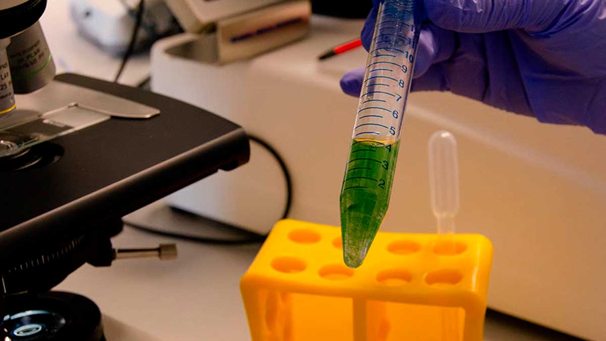 Biomasa de microalgas en laboratorio de Almería para depuración y energía