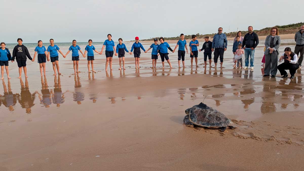 La Junta de Andalucía devuelve al mar 37 tortugas bobas tras completar su recuperación