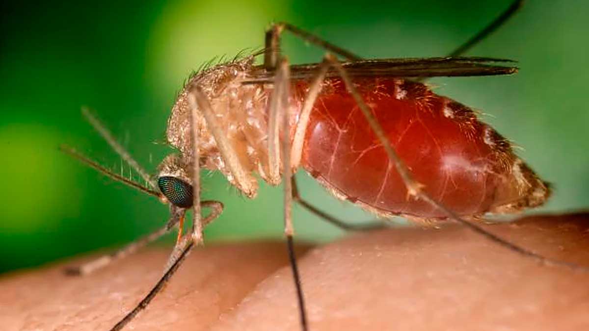 Mosquito Culex transmisor del virus del Nilo occidental en Andalucía.